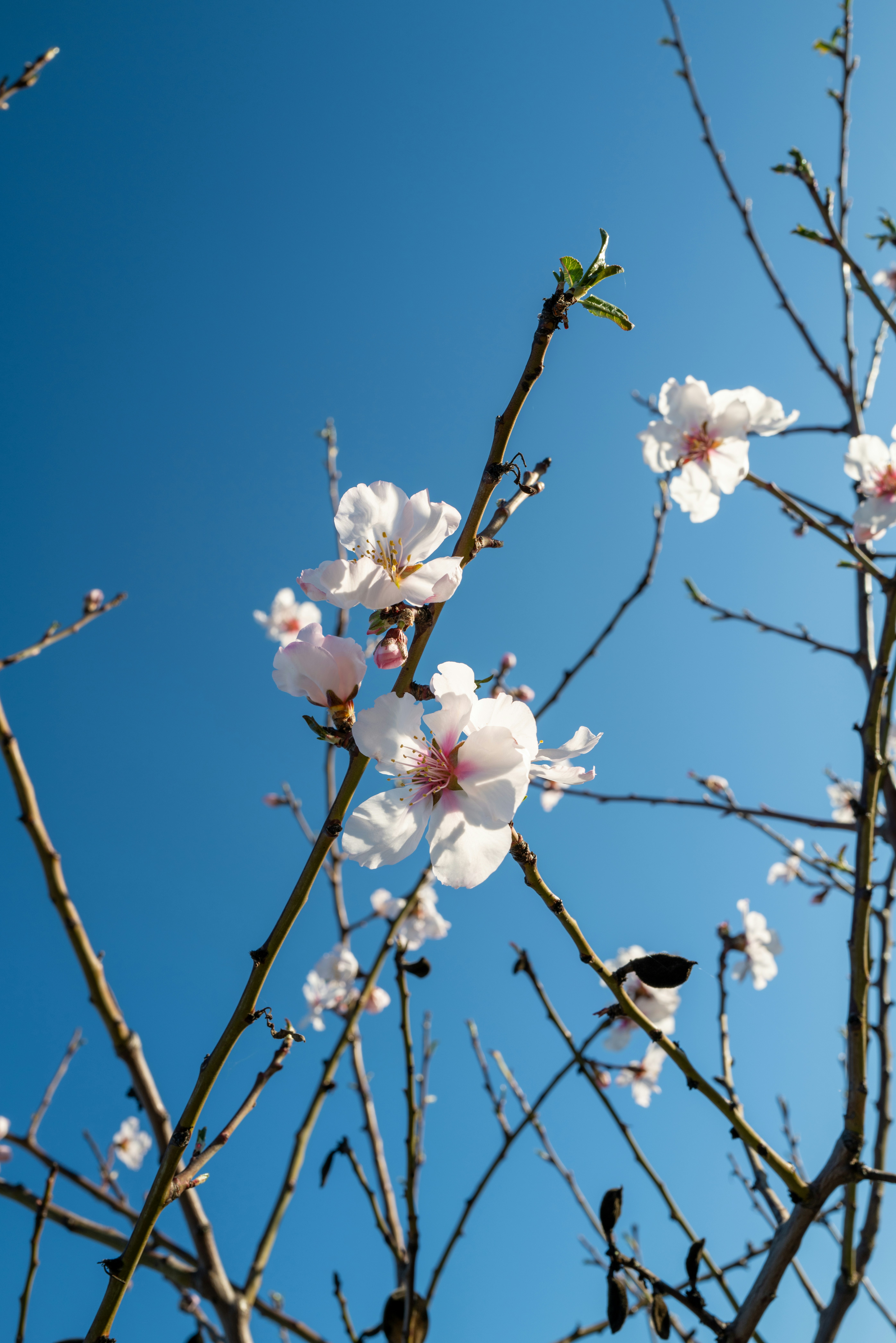 Jalón Valley in spring, vineyards and wildflowers in Alicante