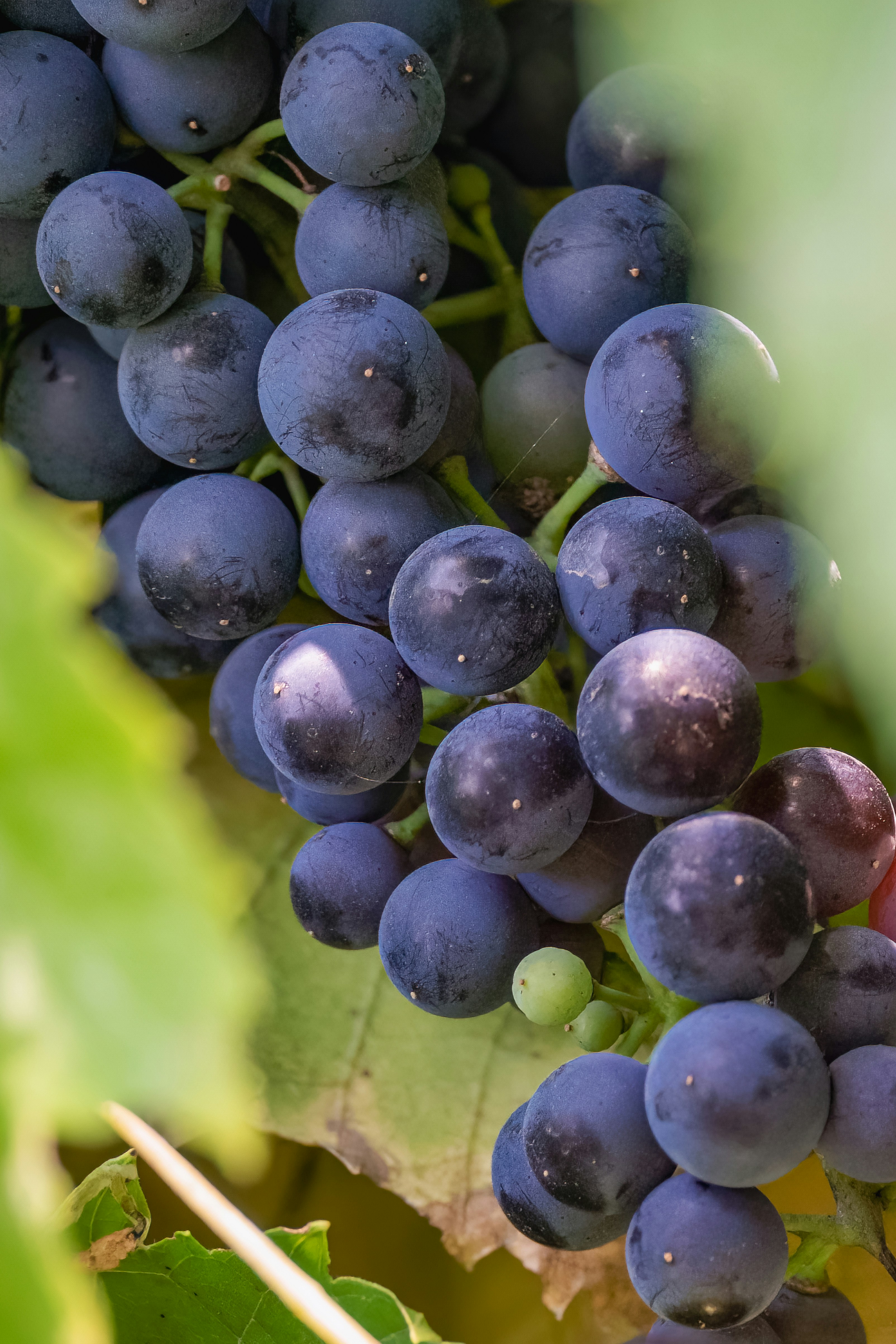 Muscat grape vineyards in the Axarquía, a route from Málaga